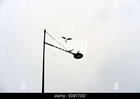 Two seagulls perched on a metal streetlight arm and one flying above, side view against pale overcast sky, falling snow visible, urban outdoor setting Stock Photo