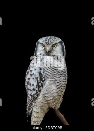 collection of various birds of prey, mostly owls and usually taken in open landscape in or near a forest in NE England. Stock Photo