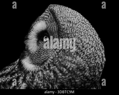 collection of various birds of prey, mostly owls and usually taken in open landscape in or near a forest in NE England. Great grey owl close up. Stock Photo