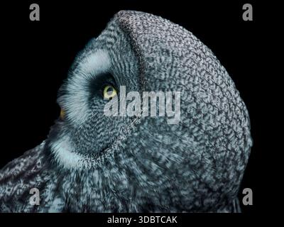 collection of various birds of prey, mostly owls and usually taken in open landscape in or near a forest in NE England. Great grey owl close up. Stock Photo