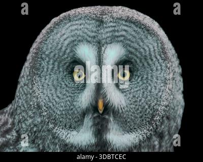 collection of various birds of prey, mostly owls and usually taken in open landscape in or near a forest in NE England. Great grey owl close up. Stock Photo