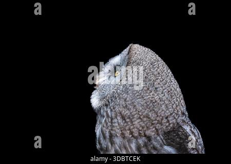 collection of various birds of prey, mostly owls and usually taken in open landscape in or near a forest in NE England. Great grey owl close up. Stock Photo