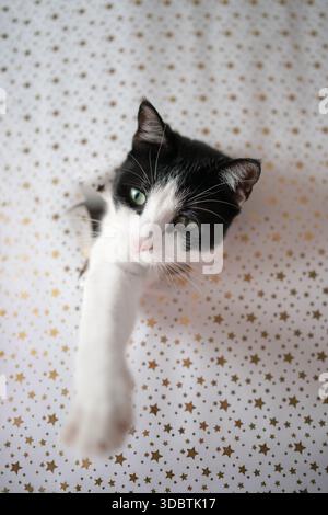 Adorable black and white cat hiding behind festive wrapping paper Stock Photo