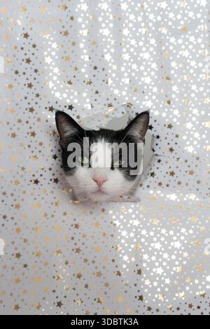 Cute kitten peeking through torn wrapping paper during holiday season Stock Photo