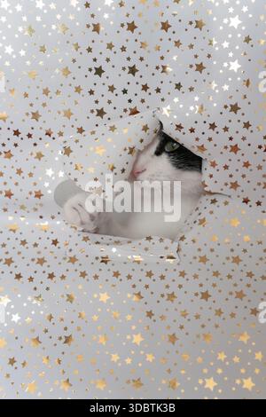Playful black and white cat tearing gift wrapping paper at Christmas Stock Photo