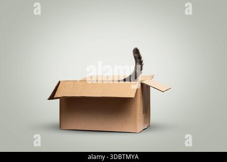 Cat tail peeking out of a cardboard box Stock Photo