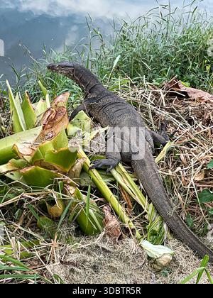 A large monitor lizard resting on the ground in a natural outdoor setting, showing its textured scales, powerful limbs, and distinctive long tail. Stock Photo