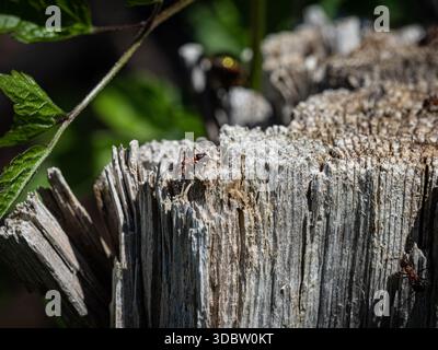 Close-up of ants crawling on a weathered tree stump with textured wood and green leaves Stock Photo