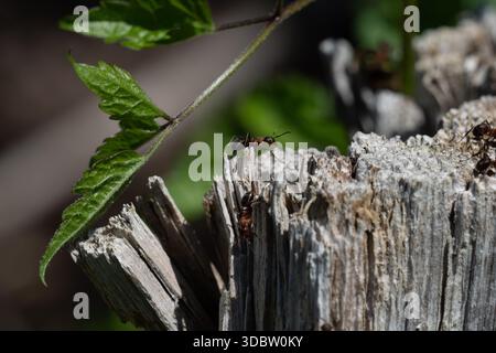 Macro close-up of ants crawling on a weathered tree stump with a green leaf Stock Photo