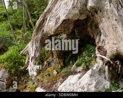 Mossy Tree Roots and Weathered Stump in Alpine Forest - Close-up of Gnarled Wood and Rocks Stock Photo