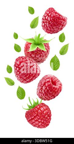 Flying ripe raspberries with green leaves isolated on white background. Raspberry collection with clipping path. Stock Photo