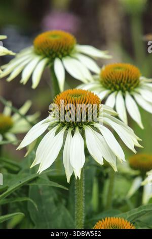 Echinacea purpurea 'White Swan' coneflower, drooping white petals and prominent centre cone. Commonly known as coneflowers. Stock Photo