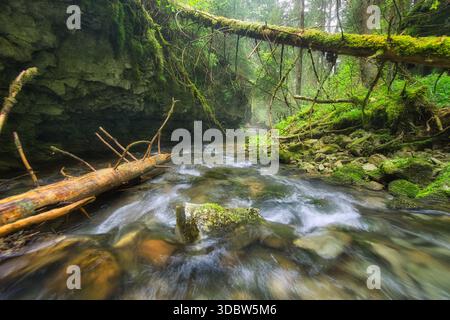 View of a clear stream rushing over rocks, framed by lush green moss-covered banks and fallen trees in Hybicka Tiesnava, Hybicka Tiesnava, Zilinsky kr Stock Photo