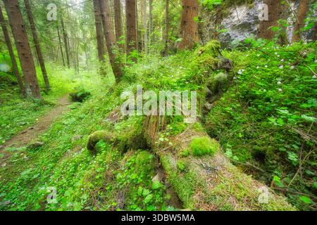 View of a fallen, moss-covered tree trunk, teeming with vibrant green flora and tiny white flowers, lies in a sun-dappled forest, Hybicka Tiesnava, Zi Stock Photo