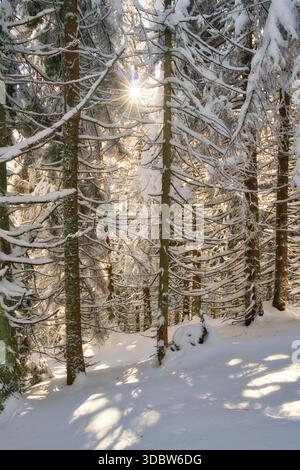 View of the sun peaking through snow-laden pine trees, casting blue shadows on the pristine white ground, Dlha Luka, Zilina Region, Slovakia. Stock Photo