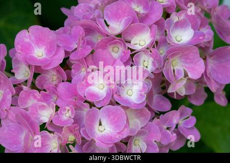 LaceCap Hydrangea macrophylla Forever & Ever Pink Close up Stock Photo