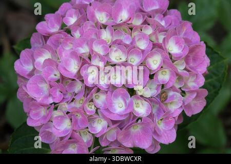 Lace Cap Hydrangea macrophylla Forever & Ever Pink Stock Photo