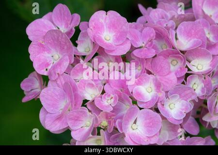 Lace Cap Hydrangea macrophylla Forever & Ever Stock Photo