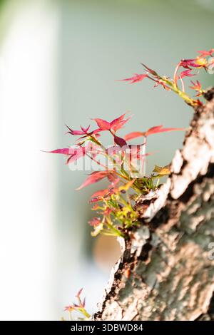 A close-up shot showing the vibrant red sprouts of maple leaves emerging from the rough bark of a mature tree. Symbolic of growth, spring, and the res Stock Photo