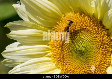 Wasp on Sunflower Close Up Helianthus annuus "White Creme" Stock Photo
