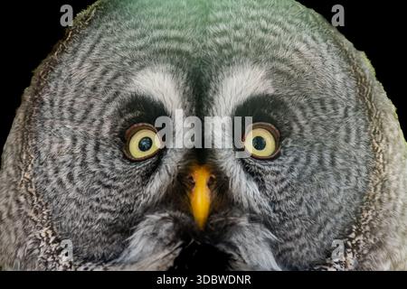 close up of a great grey owl from a collection of various birds of prey, mostly owls and usually taken in or near a forest in NE England. Stock Photo