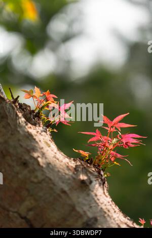Beautiful close-up of young red maple sprouts emerging from a rugged tree trunk. Natural sunlight highlights the delicate leaves against a dreamy gree Stock Photo