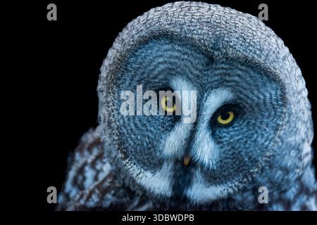 close up of a great grey owl from a collection of various birds of prey, mostly owls and usually taken in or near a forest in NE England. Stock Photo