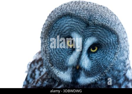 close up of a great grey owl from a collection of various birds of prey, mostly owls and usually taken in or near a forest in NE England. Stock Photo