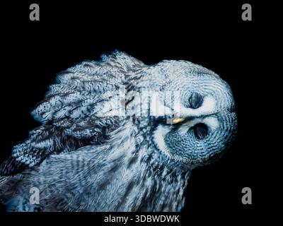close up of a great grey owl from a collection of various birds of prey, mostly owls and usually taken in or near a forest in NE England. Stock Photo