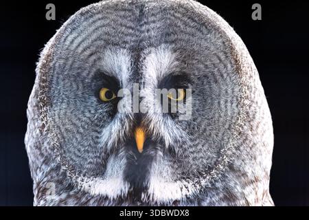close up of a great grey owl from a collection of various birds of prey, mostly owls and usually taken in or near a forest in NE England. Stock Photo