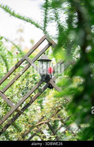 Classic black outdoor lantern mounted on a rustic metal trellis in a lush rose garden. Featuring a vibrant red rose and soft foreground leaves. Romant Stock Photo
