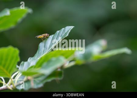 Hoverfly (Syrphidae) perched on green leaf with soft forest background, Guildford, Great Britain Stock Photo