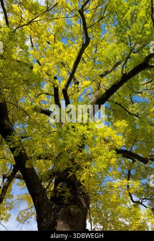 Old Ash tree (Fraxinus excelsior) at sunrise, ground fog, Rheinberg ...
