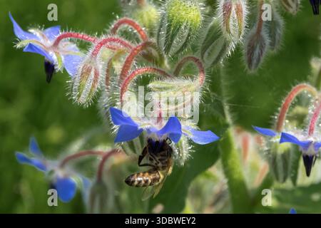 A honey bee on flower borage Borago officinalis Stock Photo