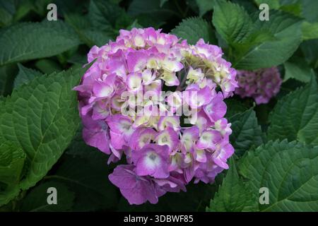 French hydrangea flower Hydrangea macrophylla "Bailmer" Stock Photo
