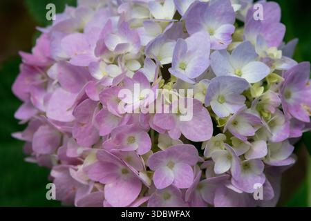Pink Hydrangea macrophylla "Endless Summer" Hydrangea Flower Pink lace cap Stock Photo