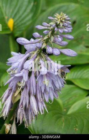 Plantain Lily, Shady Garden, Hosta, Flower Stock Photo