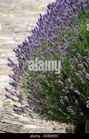 Clump forming lavender lining path Stock Photo