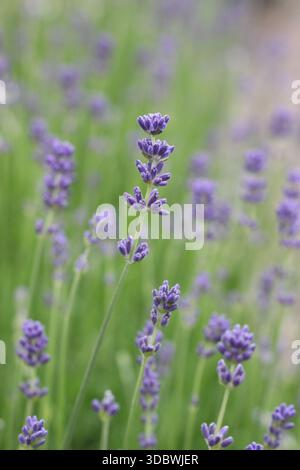 English lavender 'Munstead' growing in a summer flower bed. Lavandula angustifolia 'Munstead'close up shallow depth in garden border in June Stock Photo