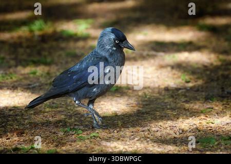 Western Jackdaw (Coloeus monedula, Corvus monedula) walking on semi-shaded ground in a park Stock Photo