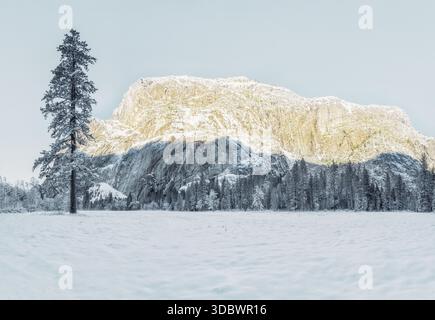 View of snow-covered landscape with a solitary tree standing tall against the backdrop of a majestic mountain, bathed in sunlight,Yosemite Valley, Cal Stock Photo