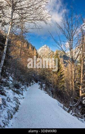 A snow-covered path leads through a tranquil forest towards a majestic mountain peak under a clear sky, highlighting nature's beauty. High Tatras Nati Stock Photo