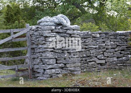 Steinmauer, Trockenmauer, Natursteinmauer, Mauer, Legesteinmauer, Natural stone wall, dry stone wall, drywall, Gotland, Schweden Stock Photo