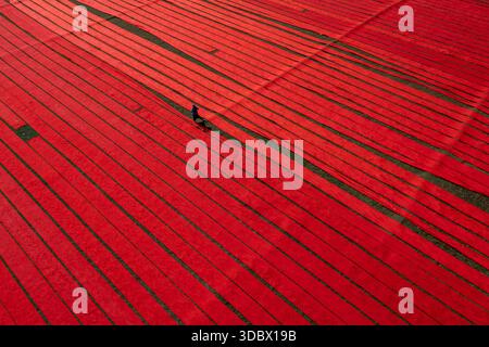 Aerial view of vibrant red fabrics stretch out in parallel lines, creating a striking contrast with the dark green ground, Narsingdi, Dhaka Division, Stock Photo