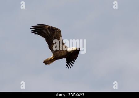 Bald Eagle, Haliaeetus leucocephalus, in flight Stock Photo