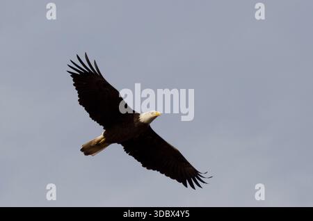 Bald Eagle, Haliaeetus leucocephalus, in flight Stock Photo