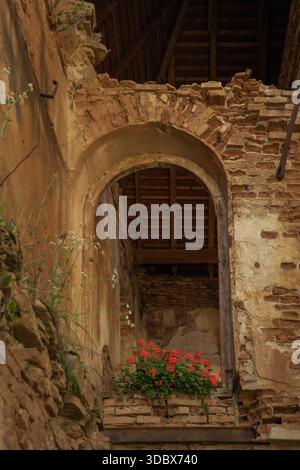 View of a weathered archway frames vibrant red flowers against crumbling brick, a testament to time's passage and enduring beauty, Cris, Transilvania, Stock Photo