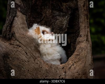 collection of various birds of prey, mostly owls and usually taken in open landscape in or near a forest in NE England. Baby barn owl in a tree. Stock Photo