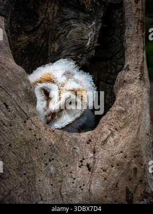 collection of various birds of prey, mostly owls and usually taken in open landscape in or near a forest in NE England. Baby barn owl in a tree. Stock Photo