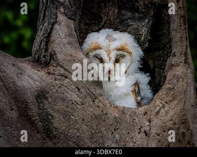 collection of various birds of prey, mostly owls and usually taken in open landscape in or near a forest in NE England. Baby barn owl in a tree. Stock Photo